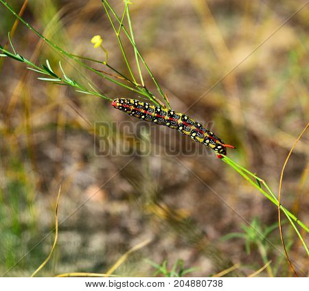 Hyles euphorbiae on a stalk of grass close up