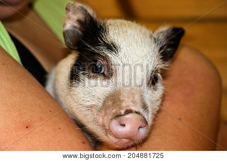 A cute pot bellied piglet being held