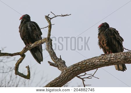 A pair of turkey vultures perched in a tree.