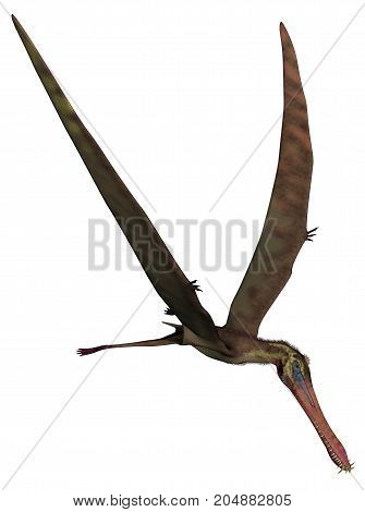 Anhanguera prehistoric bird flying wings up isolated in white background - 3D render