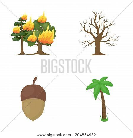 Burning tree, palm, acorn, dry tree.Forest set collection icons in cartoon style vector symbol stock illustration .