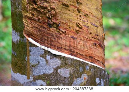 Latex from rubber tree (hevea brasilliensis) at Malaysia rubber plantation/