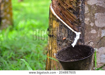 Latex from rubber tree (hevea brasilliensis) at Malaysia rubber plantation/
