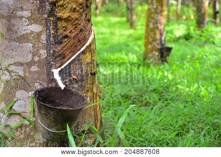 Latex from rubber tree (hevea brasilliensis) at Malaysia rubber plantation/