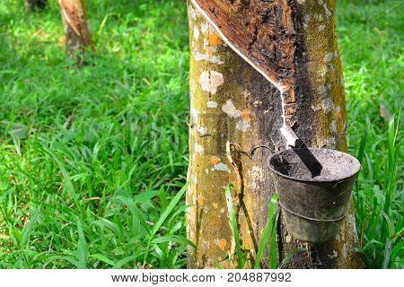 Latex from rubber tree (hevea brasilliensis) at Malaysia rubber plantation/