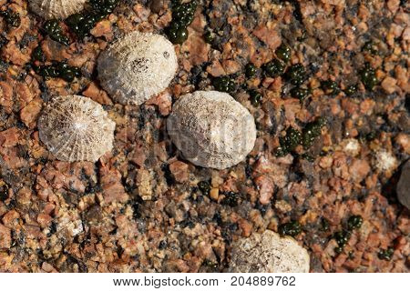 Common Limpet Snails (patella Vulgata)