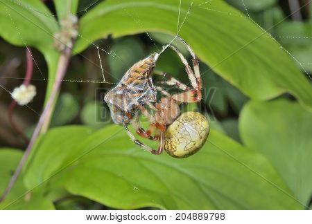 A close up of the spider on spider-web with fly caught by it.
