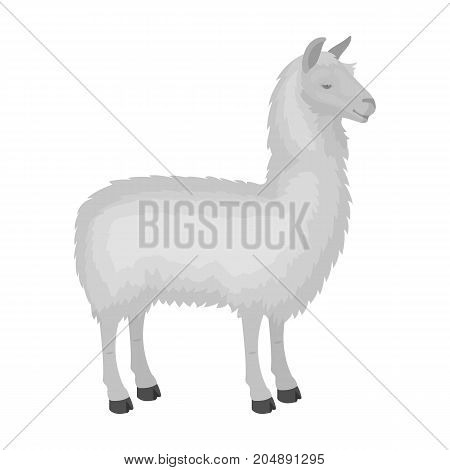 Lama, a South American pack animal. A lame, a cloven-hoofed mammal single icon in monochrome style vector symbol stock illustration .