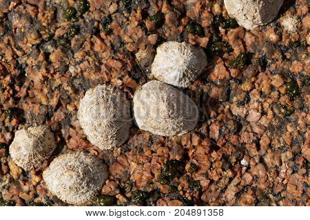 Common Limpet Snails (patella Vulgata)