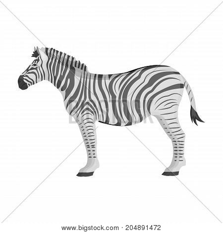 African, desert zebra. Wild cloven-hoofed animal, zebra single icon in monochrome style vector symbol stock illustration .