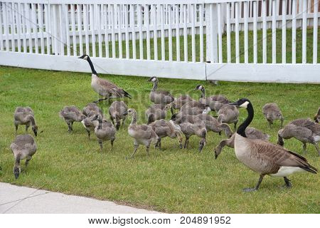 flock of canadian geese  searching for food