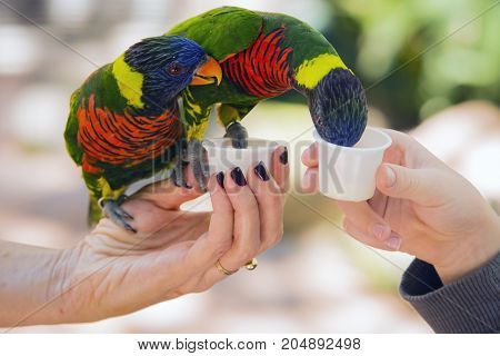 Two Rainbow Lory Parrots eating out of peoples hands.