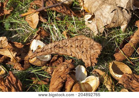Ripened And Fallen To The Ground Fruits Of Chestnut Brown. Autumn Season. Photo Taken Closeup. Visib