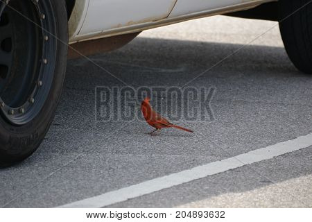 beautiful bright red Northern Cardinal in florida