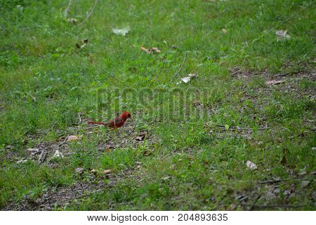beautiful bright red Northern Cardinal in florida