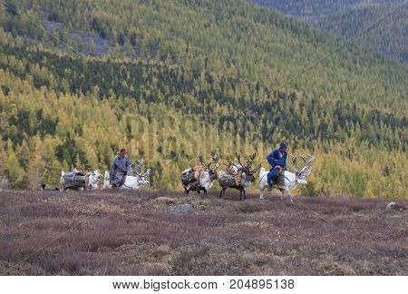 Tsaatan Family Bringing Firewood From A Forest On Reindeer In Northern Mongolia