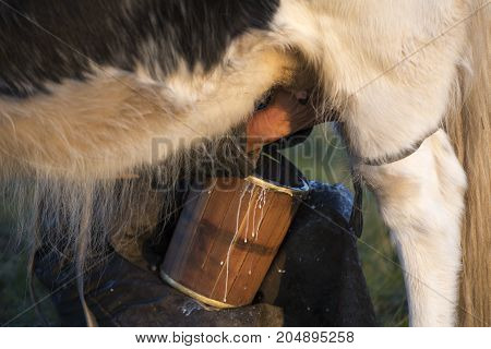 Hands Of A Farmer Milking A Cow