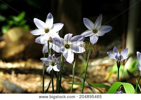Blue star flowers Starflower Ipheion in garden blooming in Spring