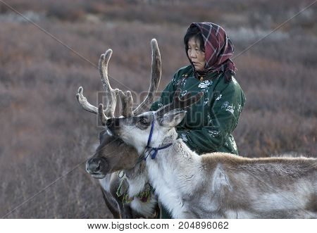 tsaatan woman with reindeer in Northern Mongolian landscape