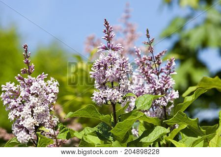 Flowering On A Green Bush Purple Flowers Of Lilac. Photo Close-up In The Spring.