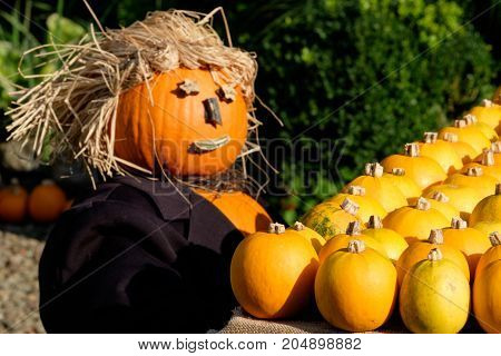 many pumpkins in a  nice german garden