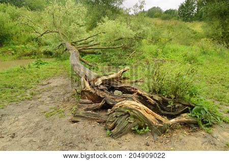There was a heavy Uragan.Lie fallen trees.