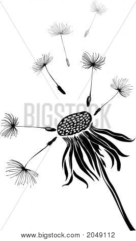 Silhouette von Löwenzahn
