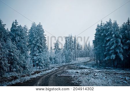 Forest glade through which the road goes to the mountains. Morning and frozen trees.