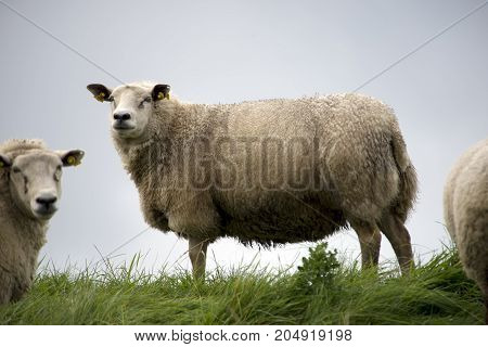Sheep on the dike close to Ballum Lock in Danish Wadden Sea. Danish national park under UNESCO World Heritage.