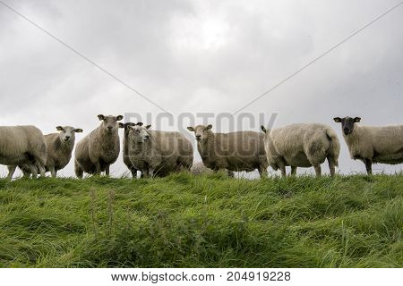 Sheep on the dike close to Ballum Lock in Danish Wadden Sea. Danish national park under UNESCO World Heritage.