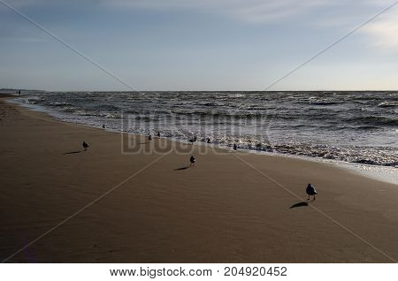 Birds walking on white sand to beautiful beach, Baltic Sea, Poland