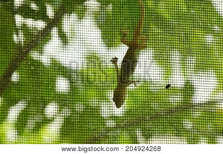 lizard hanging on glass door and looking dead fly stuck inside mosquito net