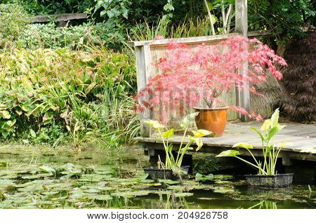 Red Acer by watergarden with pond at front