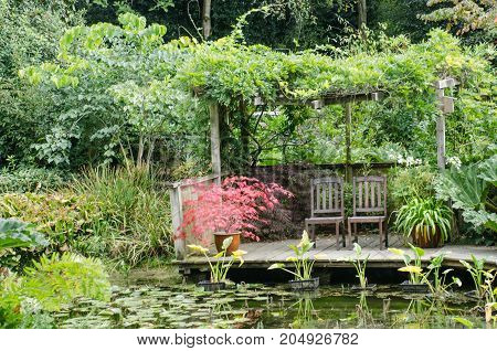 Red Acer in watergarden by chairs with pond in front
