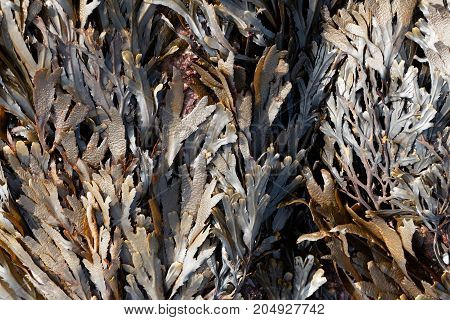 The Brown Algae Toothed Wrack (fucus Serratus)