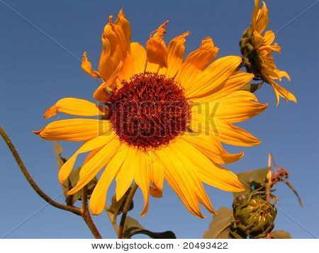 Girasol ondeando en el viento