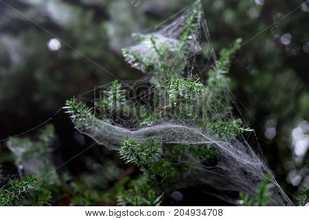 Abstract Spiderweb on black background. It's seen in the nature. in this picture I seen at Wudang Mountain Hubei China