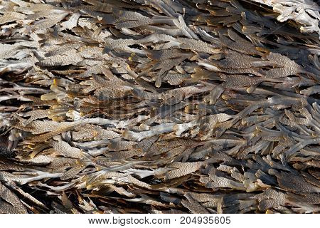The Brown Algae Toothed Wrack (fucus Serratus)
