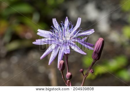 flower and bud of chicory with drops of dew close up