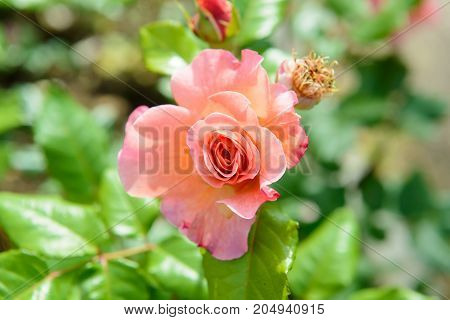 The Bud of blossoming delicate rose. Rose petals close. Luxury flower of nature. Blooming garden flowers.