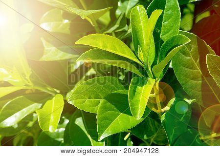 Fresh Green leaves background texture. Natural green texture. Glossy leaves. Saturated bright color. Bright sunlight glare. Lovely warm background.