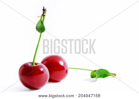 Fresh cherries on white background. One cherry is in focus and the other is blurred. Summer berries. Healthy food. Bright photo with copyspace.