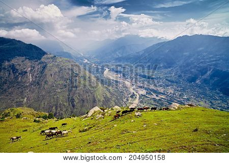 Aerial View Of The Kullu Valley With Horses In The Foreground. Naggar, Himachal Pradesh. North India