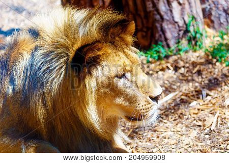 Beautiful Lion resting in the sunshine. Profile portrait