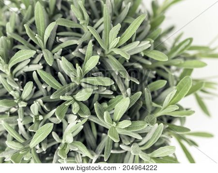 Desert Plant On White Background