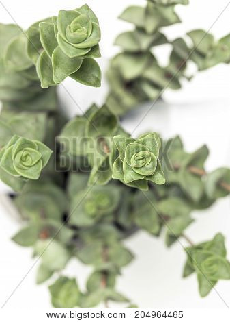 Desert Plant On White Background
