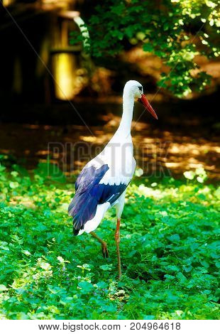 bird stork. Green nature background. White and black bird