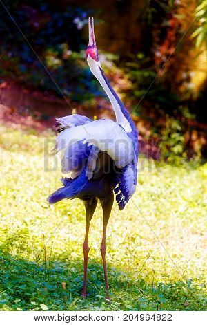 Beautful bird. Blur nature background. Color bird