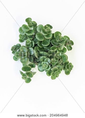 Desert Plant On White Background