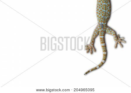 house Tokay Gecko on the wall indoor